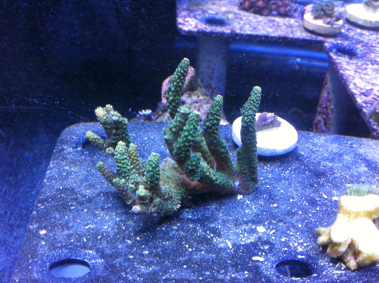 25 different kinds of zoas for sale Livestock Austin Reef Club
